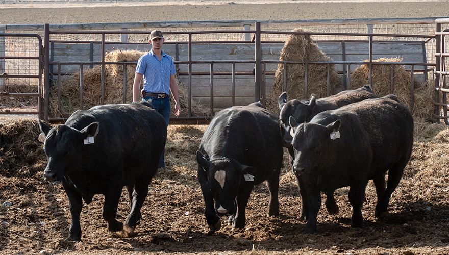 Four black cows in a pen being watched from behind by a male student, all in front of large piles of hay