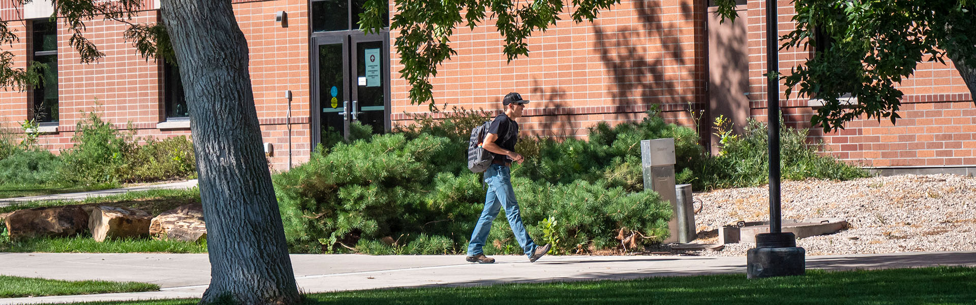 Male college student walking through campus on a sunny day in front of a red bricked building and green bushes
